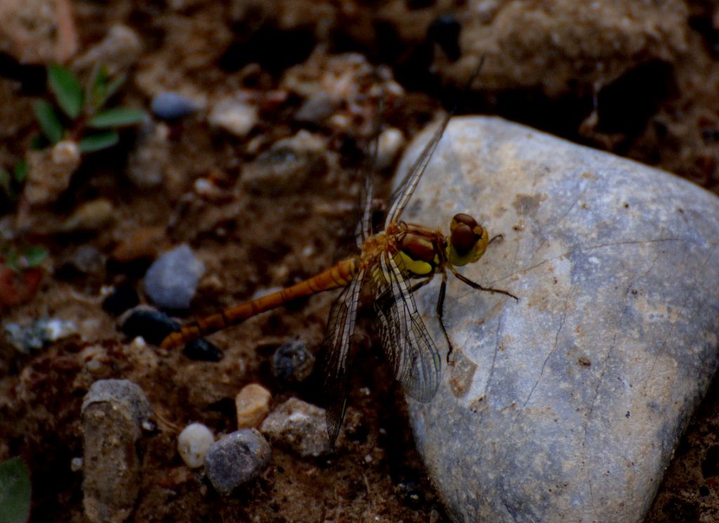 Sympetrum striolatum? s!